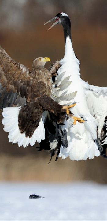 Обои 1080x2220 Цруи Мура, Япония, белоголовый орлан, журавль