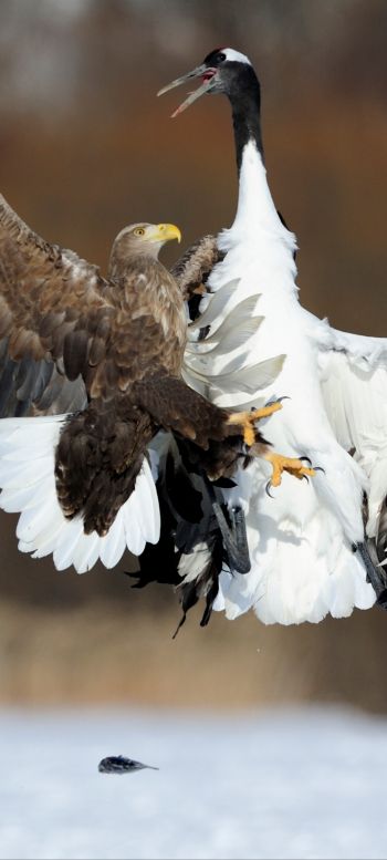 Обои 1080x2400 Цруи Мура, Япония, белоголовый орлан, журавль