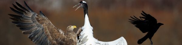 Cree Moore, Japan, bald eagle, crane Wallpaper 1590x400