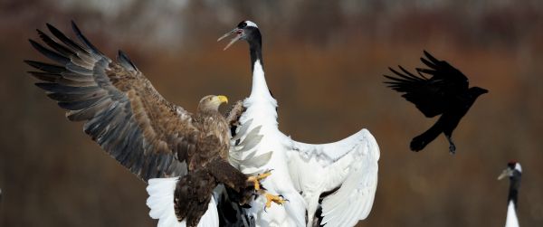 Cree Moore, Japan, bald eagle, crane Wallpaper 3440x1440