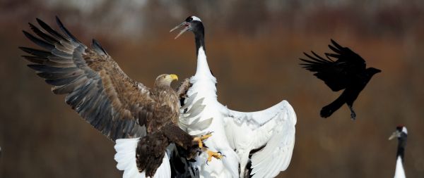 Cree Moore, Japan, bald eagle, crane Wallpaper 2560x1080