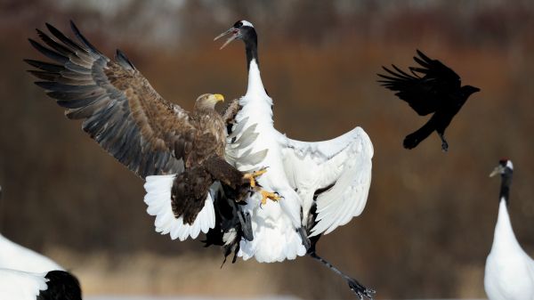 Cree Moore, Japan, bald eagle, crane Wallpaper 7680x4320