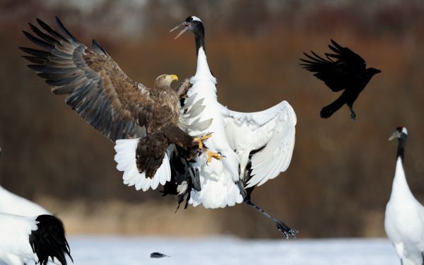 Cree Moore, Japan, bald eagle, crane Wallpaper 2560x1600