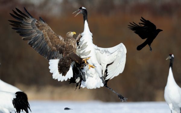 Cree Moore, Japan, bald eagle, crane Wallpaper 1920x1200