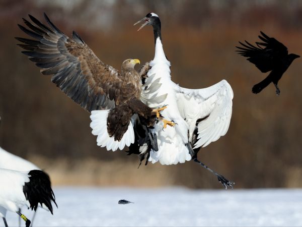 Cree Moore, Japan, bald eagle, crane Wallpaper 800x600