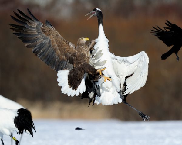 Cree Moore, Japan, bald eagle, crane Wallpaper 1280x1024
