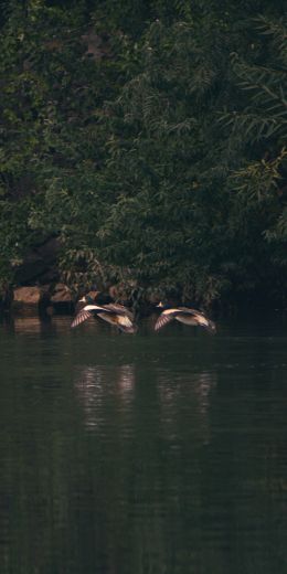 Неукен, Argentina, lake, ducks Wallpaper 720x1440