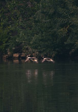 Неукен, Argentina, lake, ducks Wallpaper 1640x2360