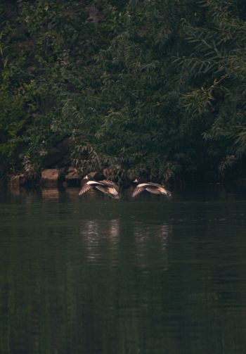 Неукен, Argentina, lake, ducks Wallpaper 1640x2360