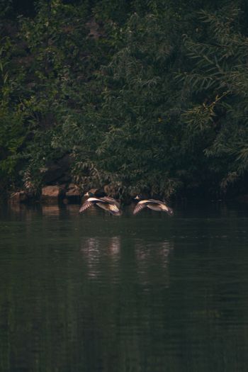 Неукен, Argentina, lake, ducks Wallpaper 640x960