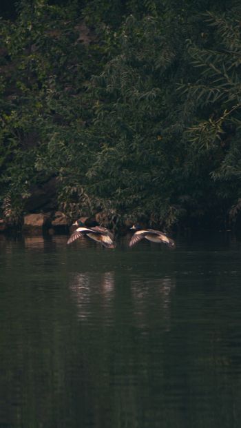 Неукен, Argentina, lake, ducks Wallpaper 640x1136
