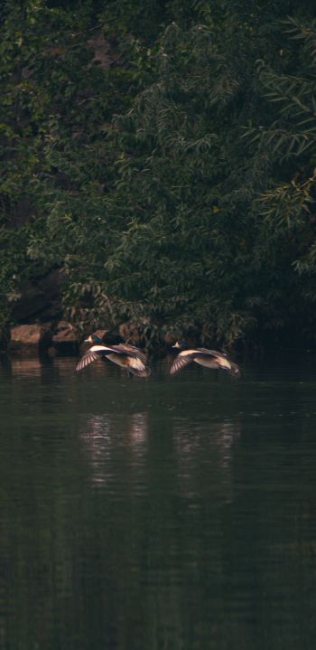 Неукен, Argentina, lake, ducks Wallpaper 1080x2220