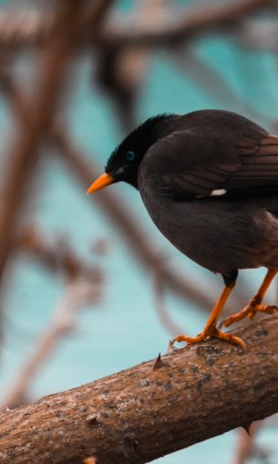 bird, close up, spikes Wallpaper 1200x2000