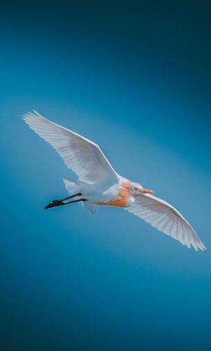 bird, white, flight Wallpaper 1200x2000