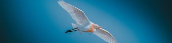 bird, white, flight Wallpaper 1590x400