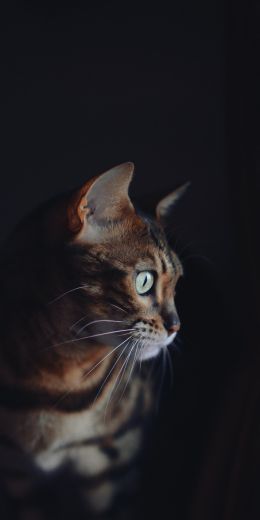 Rome, RM, Italy, cat, pet Wallpaper 720x1440