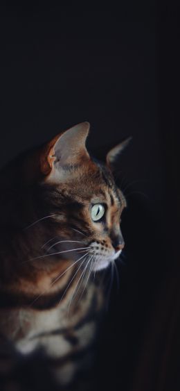 Rome, RM, Italy, cat, pet Wallpaper 1080x2340