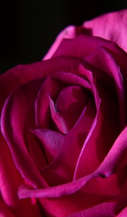 pink rose, rose on black background Wallpaper 600x1024