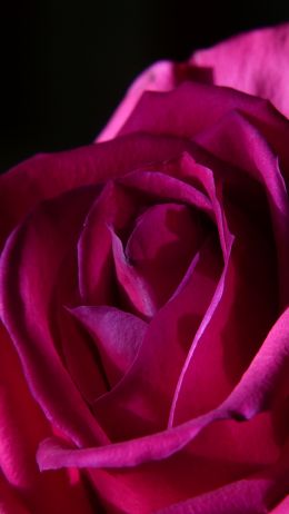 Обои 750x1334 розовая роза, роза на черном фоне