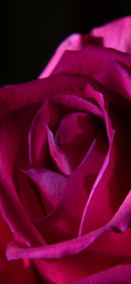 Обои 828x1792 розовая роза, роза на черном фоне
