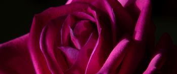 pink rose, rose on black background Wallpaper 3440x1440
