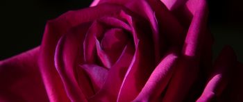 pink rose, rose on black background Wallpaper 2560x1080