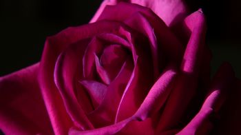 Обои 2048x1152 розовая роза, роза на черном фоне