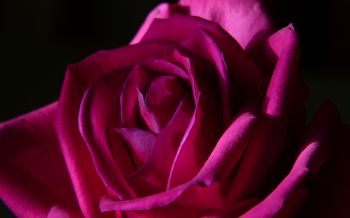 Обои 2560x1600 розовая роза, роза на черном фоне