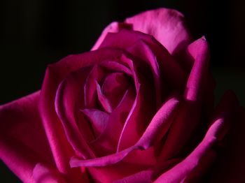pink rose, rose on black background Wallpaper 1024x768
