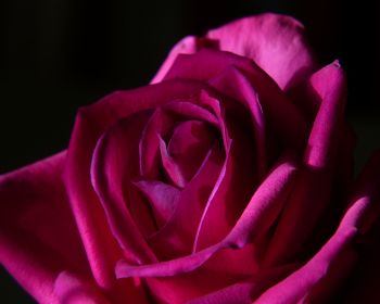 Обои 1280x1024 розовая роза, роза на черном фоне