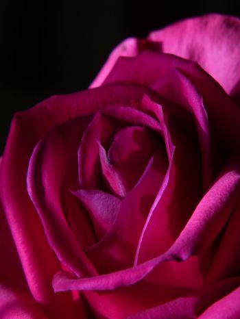 Обои 1668x2224 розовая роза, роза на черном фоне