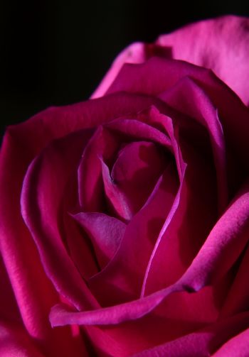 Обои 1640x2360 розовая роза, роза на черном фоне
