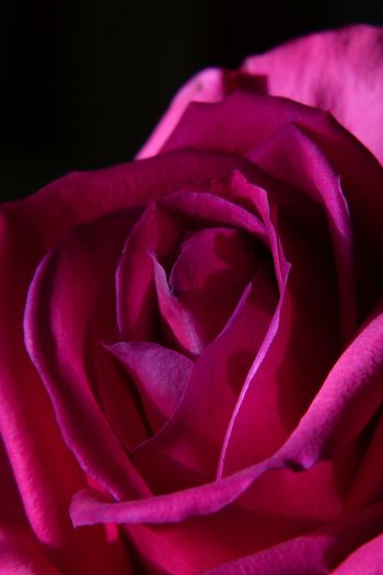 Обои 640x960 розовая роза, роза на черном фоне