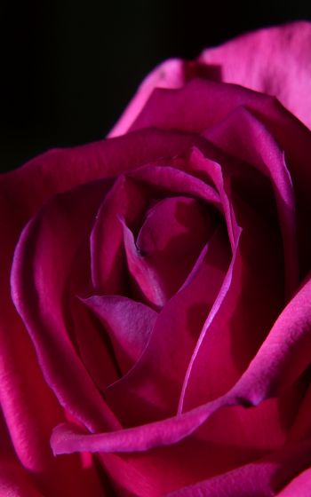 pink rose, rose on black background Wallpaper 800x1280