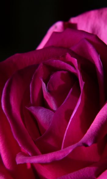 pink rose, rose on black background Wallpaper 1200x2000