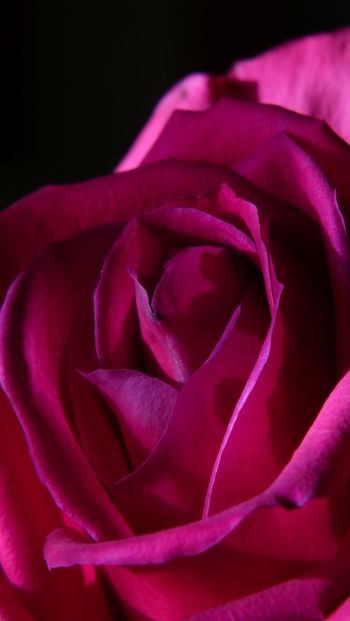 Обои 640x1136 розовая роза, роза на черном фоне