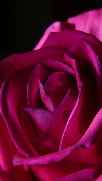 Обои 1440x2560 розовая роза, роза на черном фоне