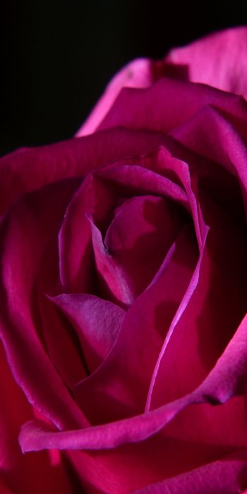 pink rose, rose on black background Wallpaper 720x1440