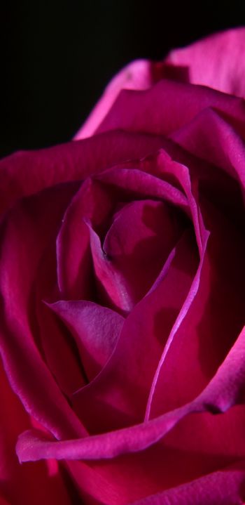 Обои 1080x2220 розовая роза, роза на черном фоне