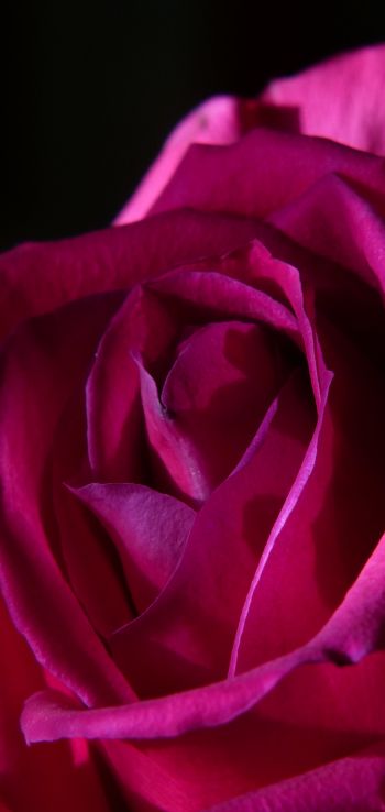 Обои 1080x2280 розовая роза, роза на черном фоне