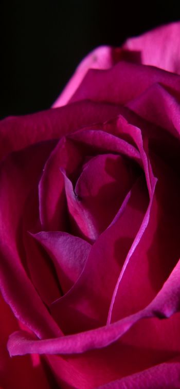 Обои 1125x2436 розовая роза, роза на черном фоне