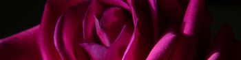 pink rose, rose on black background Wallpaper 1590x400