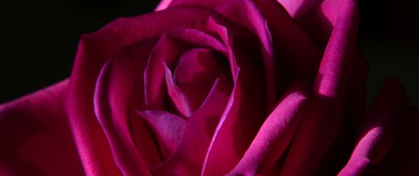 Обои 2560x1080 розовая роза, роза на черном фоне