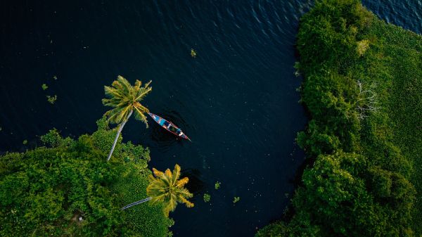 Alappuža, Kerala, India, palm trees, water, transport Wallpaper 1600x900