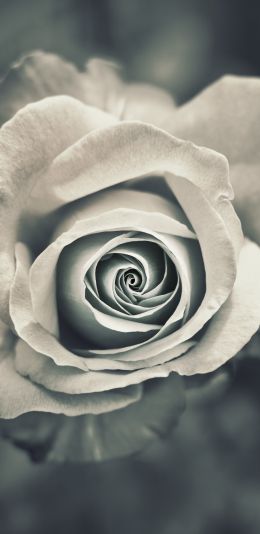 white rose, black and white Wallpaper 1440x2960
