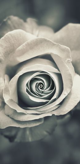 white rose, black and white Wallpaper 1080x2220