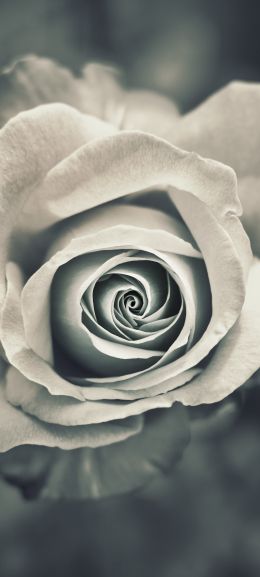 white rose, black and white Wallpaper 720x1600