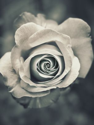 white rose, black and white Wallpaper 2048x2732