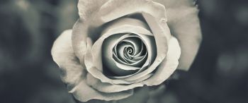 white rose, black and white Wallpaper 3440x1440