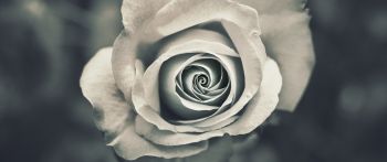 white rose, black and white Wallpaper 2560x1080
